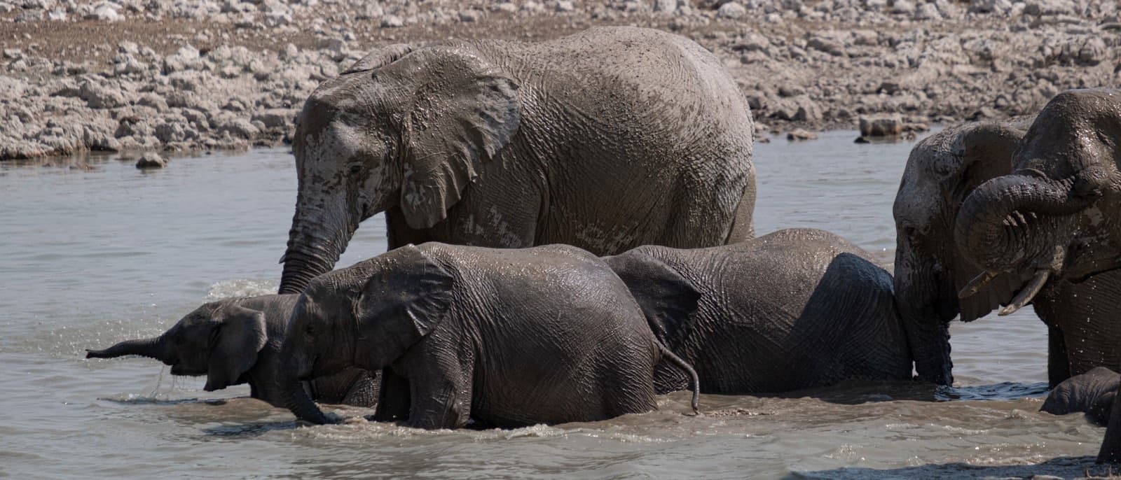 A family of elephants bathing at a waterhole in Etosha National Park