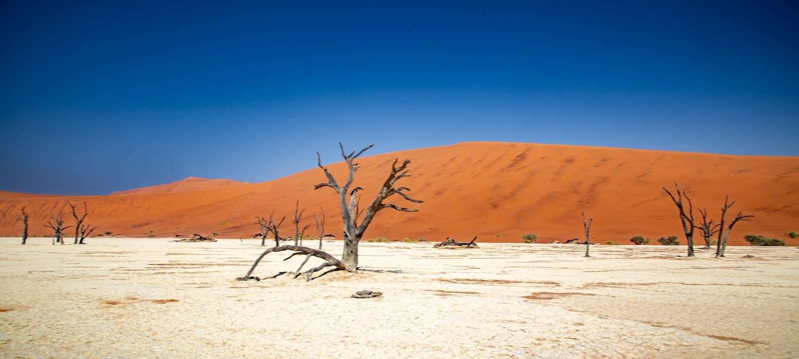 The red dunes of Sossusvlei towering over the white clay pan dotted with dead acacia trees