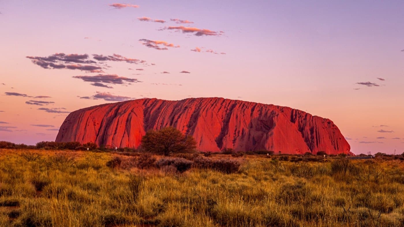 Uluru glowing red at sunset, rising over the golden spinifex grass and shrubs of the central desert
