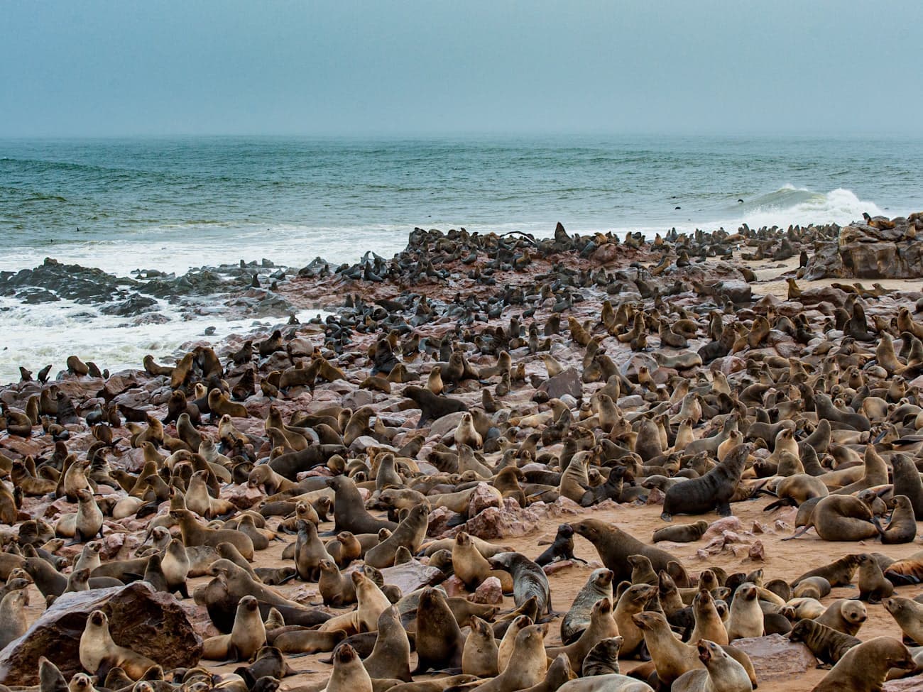 Des milliers d'otaries à fourrure sur la plage de Cape Cross, face à l'Atlantique