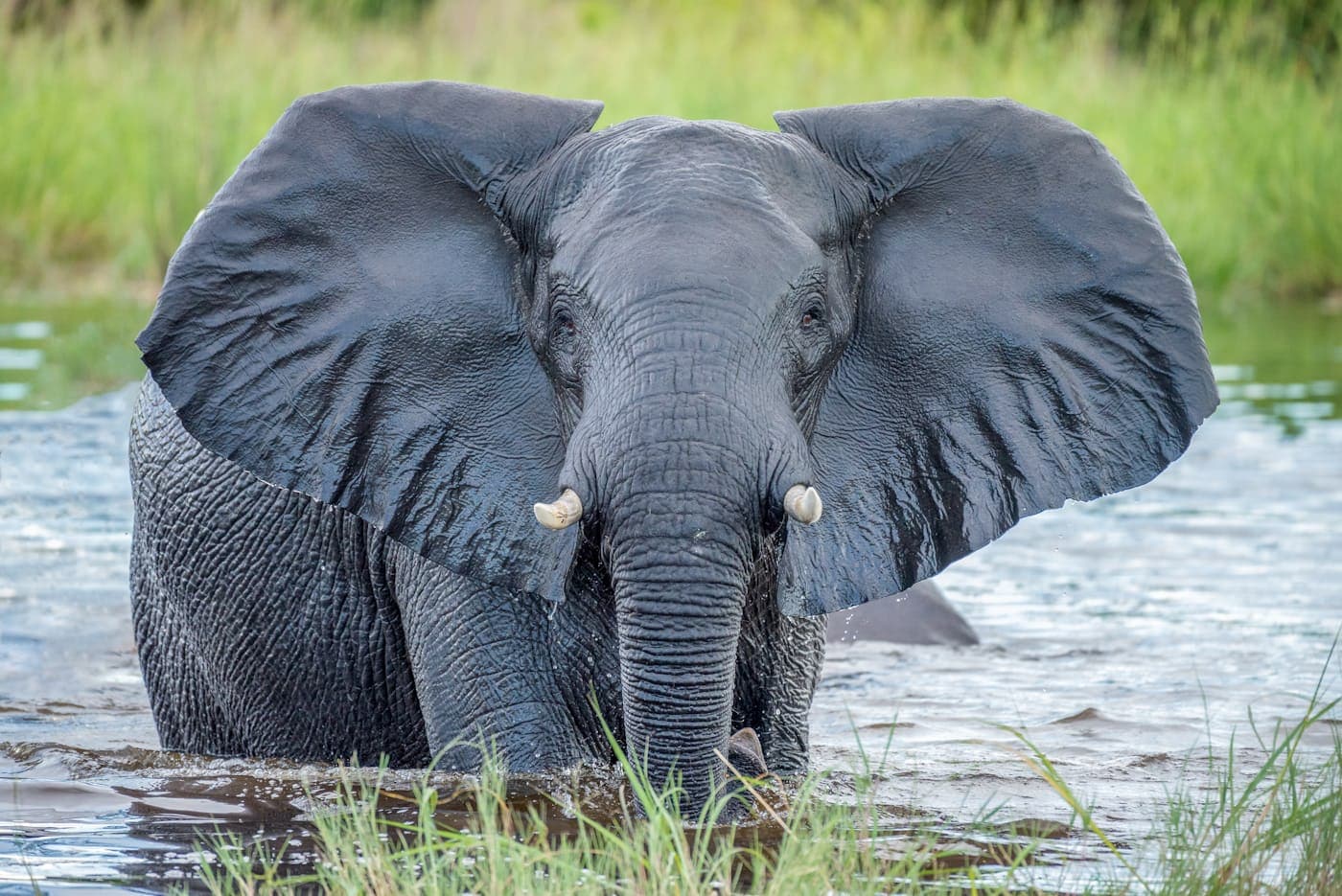 Un éléphant de face, oreilles déployées, traversant la rivière Chobe