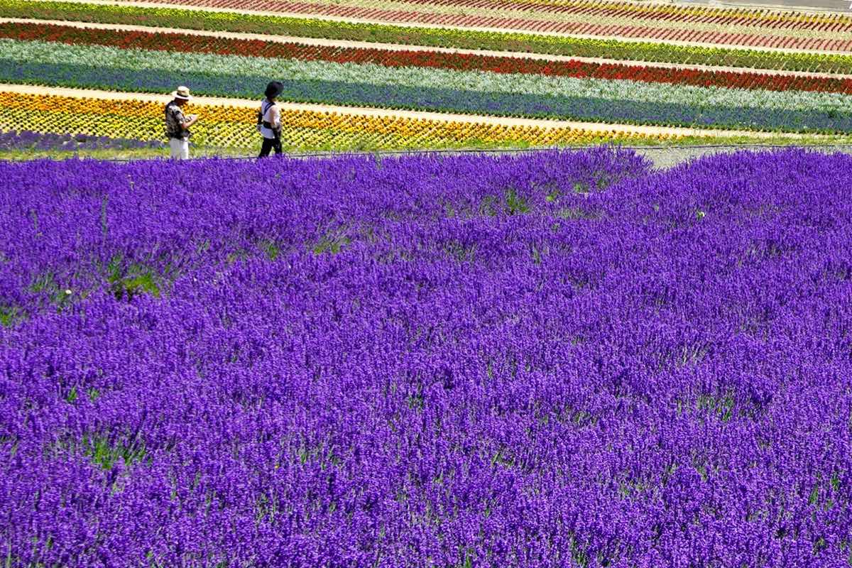 Purple lavender field in the foreground and multicoloured flower rows behind, with two visitors, at the Furano flower farms in Hokkaido