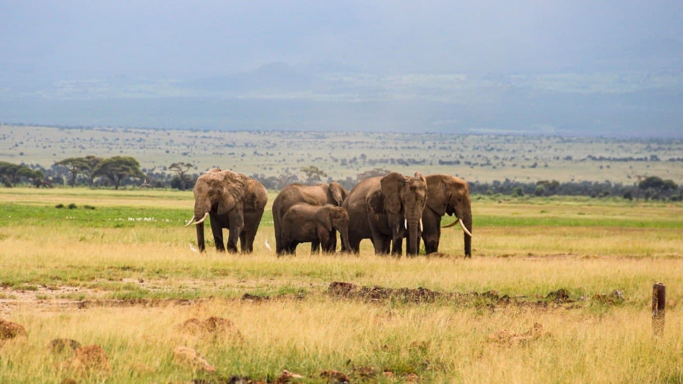 An elephant family with a calf in the green grass of the Amboseli plain, at the foot of a cloud-veiled Kilimanjaro
