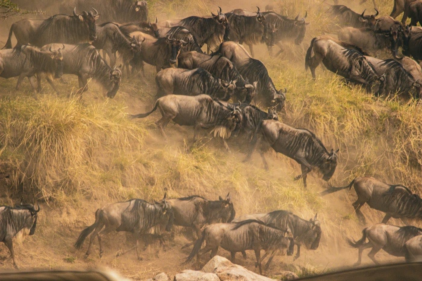 A herd of wildebeest scrambling up a dusty bank of the Mara River during the great migration