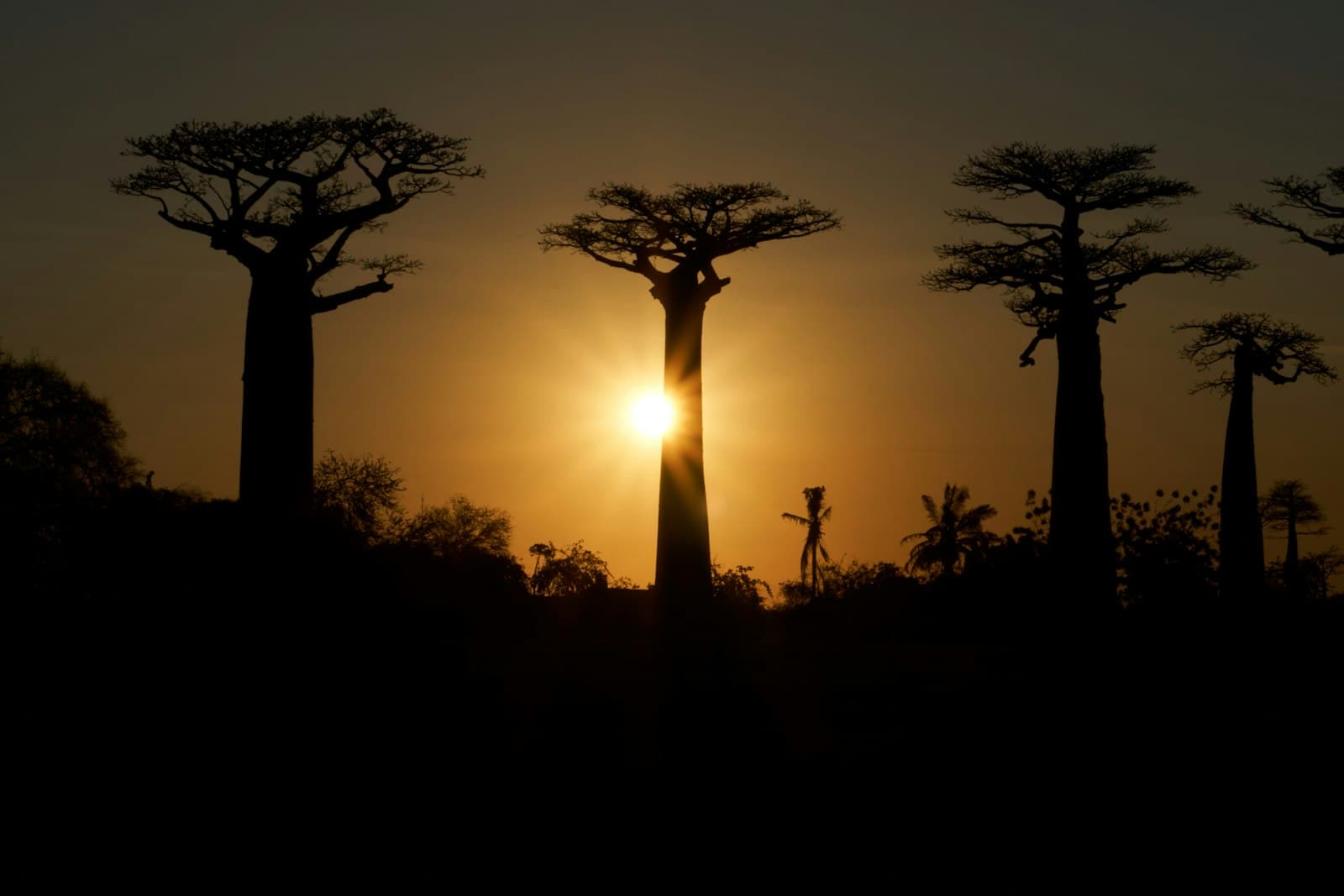 The Grandidier baobabs of the Avenue of the Baobabs silhouetted against the setting sun, near Morondava