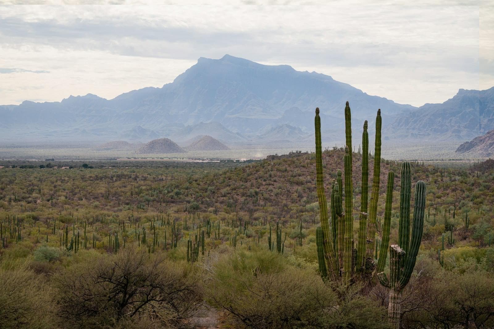 Giant cardón cacti in the Baja California desert, with hazy blue sierras on the horizon