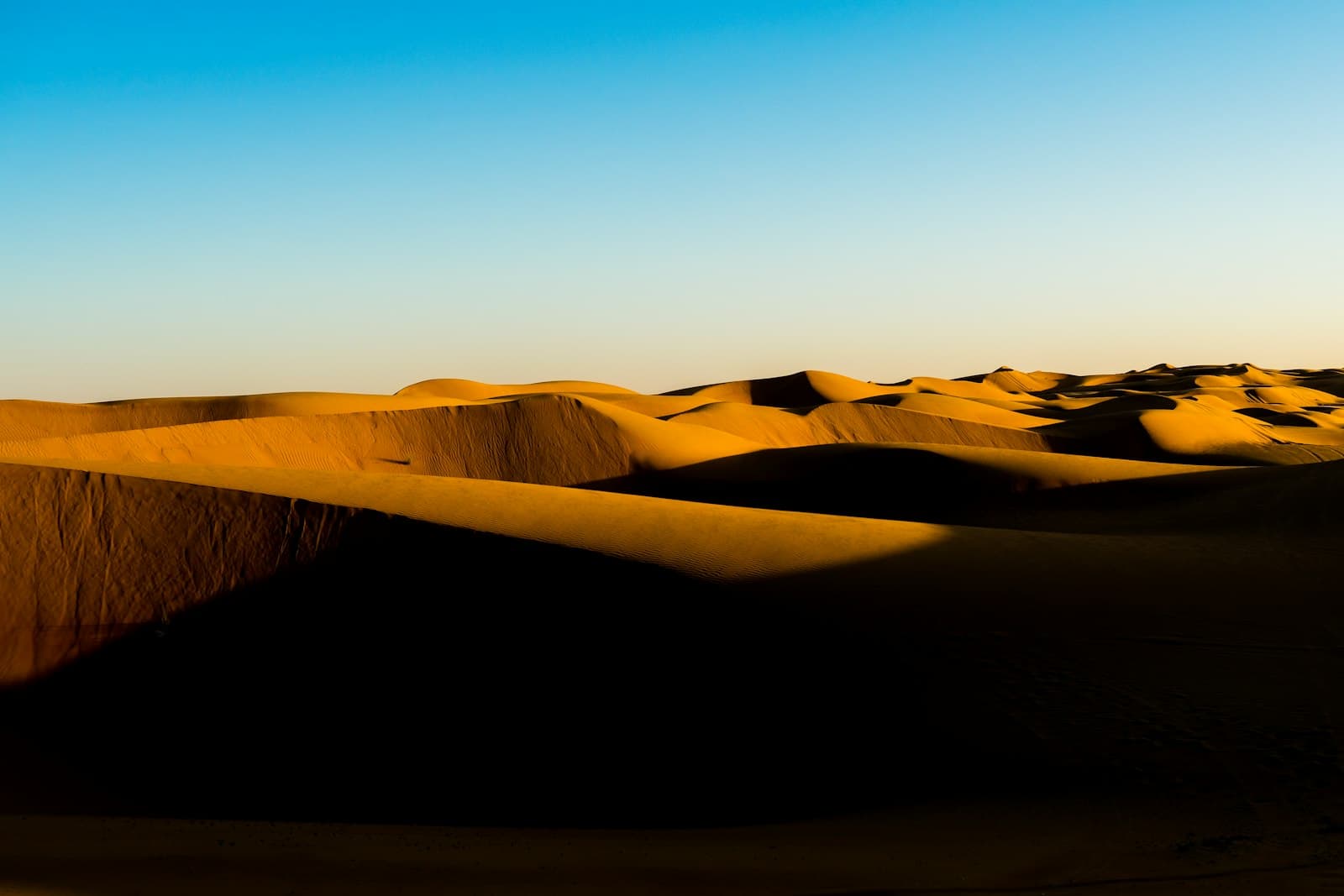 The dune cordons of the Wahiba Sands carved with shadows at sunset, under a clear sky