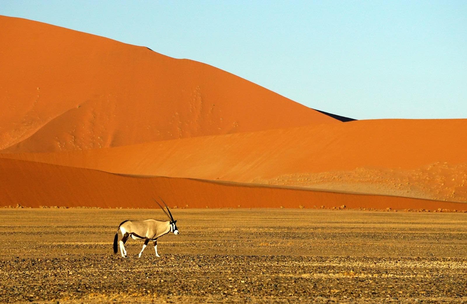 Un oryx marchant seul devant les dunes rouges du désert du Namib
