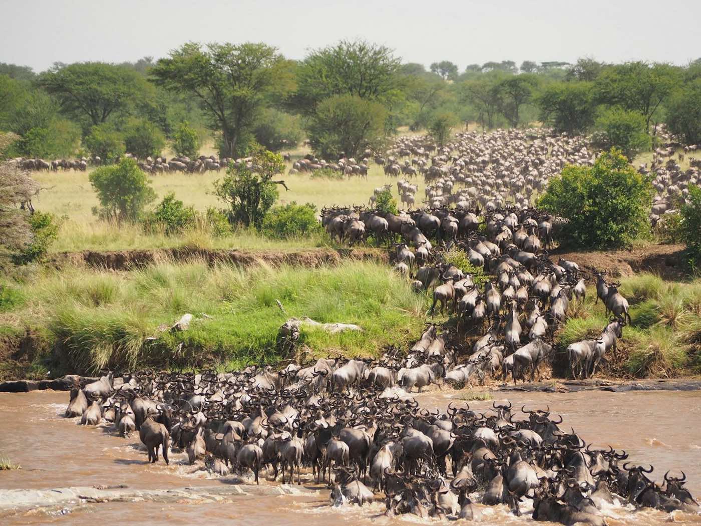 Des milliers de gnous de la grande migration traversant la rivière Mara, entre savane et berges herbeuses du Serengeti